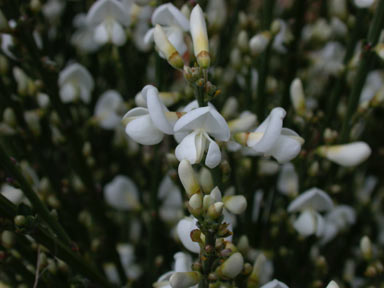 APII jpeg image of Cytisus multiflorus  © contact APII