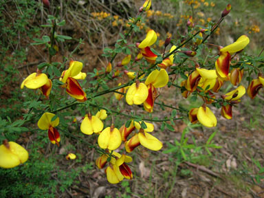 APII jpeg image of Cytisus scoparius  © contact APII