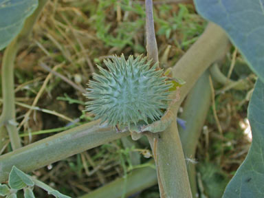 APII jpeg image of Datura inoxia  © contact APII