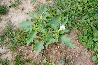 APII jpeg image of Datura stramonium  © contact APII