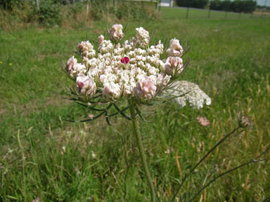 APII jpeg image of Daucus carota  © contact APII