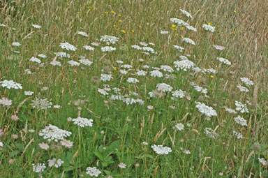 APII jpeg image of Daucus carota  © contact APII