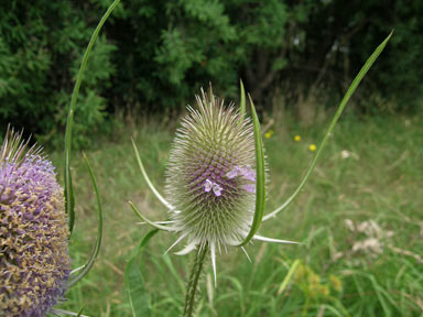 APII jpeg image of Dipsacus fullonum  © contact APII