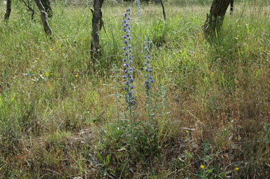 APII jpeg image of Echium vulgare  © contact APII