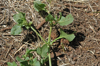 APII jpeg image of Rumex hypogaeus  © contact APII