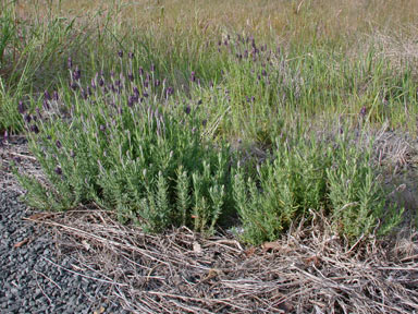 APII jpeg image of Lavandula stoechas  © contact APII