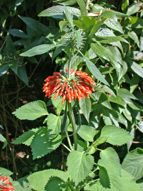 APII jpeg image of Leonotis nepetifolia  © contact APII