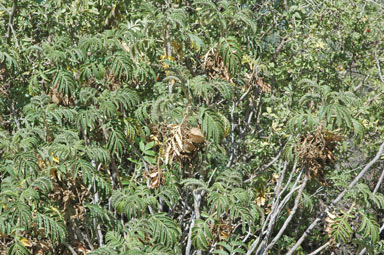 APII jpeg image of Melianthus comosus  © contact APII