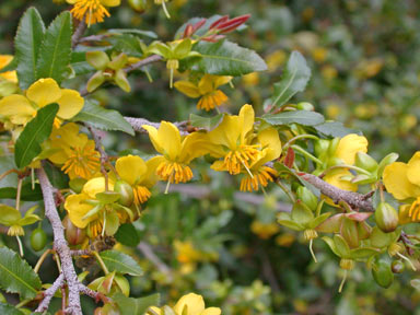 APII jpeg image of Ochna serrulata  © contact APII