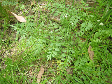 APII jpeg image of Oenanthe pimpinelloides  © contact APII