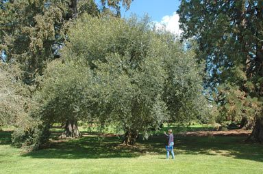 APII jpeg image of Olea europaea subsp. cuspidata  © contact APII