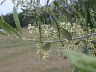 APII jpeg image of Olea europaea  © contact APII