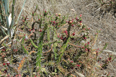 APII jpeg image of Opuntia aurantiaca  © contact APII