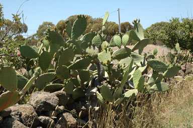 APII jpeg image of Opuntia ficus-indica  © contact APII