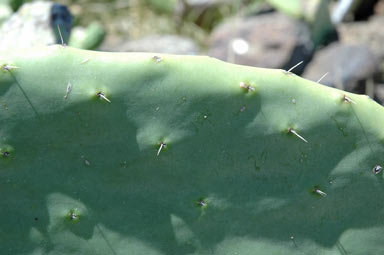 APII jpeg image of Opuntia ficus-indica  © contact APII