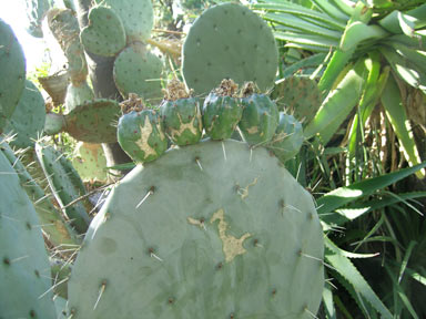 APII jpeg image of Opuntia robusta  © contact APII