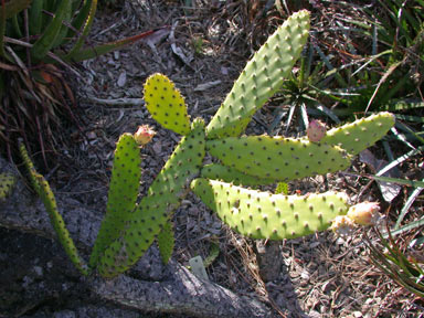 APII jpeg image of Opuntia schickendantzii  © contact APII