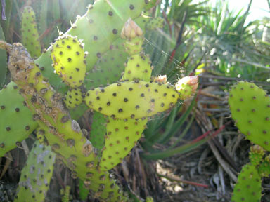 APII jpeg image of Opuntia schickendantzii  © contact APII