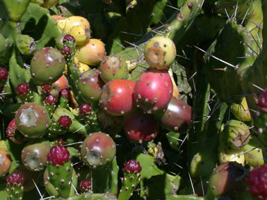 APII jpeg image of Opuntia monacantha  © contact APII