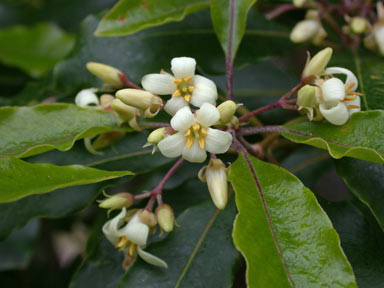 APII jpeg image of Pittosporum undulatum  © contact APII