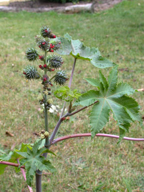 APII jpeg image of Ricinus communis  © contact APII