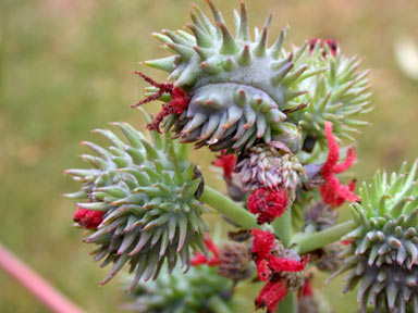 APII jpeg image of Ricinus communis  © contact APII