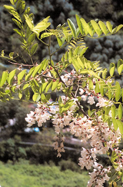 APII jpeg image of Robinia pseudoacacia  © contact APII