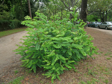 APII jpeg image of Robinia pseudoacacia  © contact APII