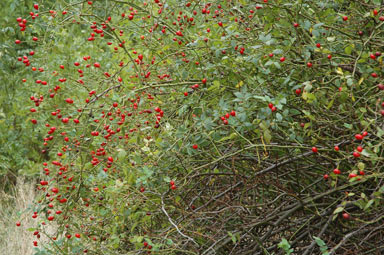 APII jpeg image of Rosa canina  © contact APII