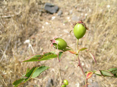 APII jpeg image of Rosa canina  © contact APII