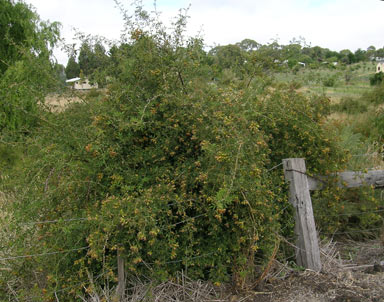 APII jpeg image of Rosa canina  © contact APII