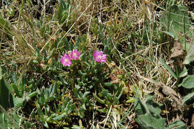 APII jpeg image of Lampranthus tegens  © contact APII