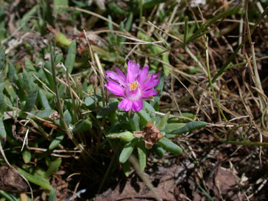 APII jpeg image of Lampranthus tegens  © contact APII