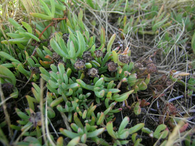 APII jpeg image of Lampranthus tegens  © contact APII