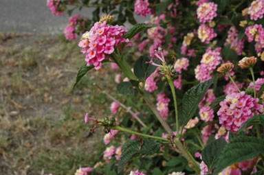 APII jpeg image of Lantana camara  © contact APII