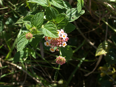 APII jpeg image of Lantana camara  © contact APII