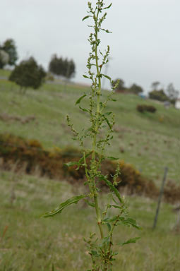 APII jpeg image of Rumex conglomeratus  © contact APII