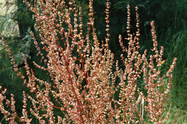 APII jpeg image of Rumex conglomeratus  © contact APII