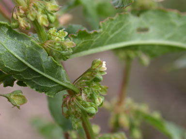 APII jpeg image of Rumex conglomeratus  © contact APII