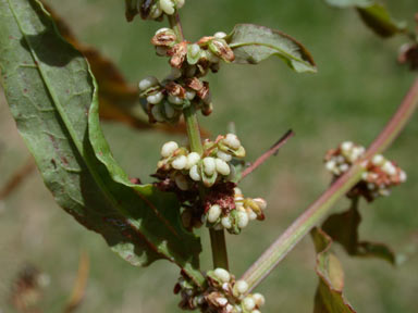 APII jpeg image of Rumex conglomeratus  © contact APII