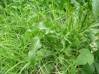 APII jpeg image of Rumex conglomeratus  © contact APII