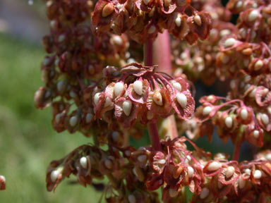 APII jpeg image of Rumex crispus  © contact APII