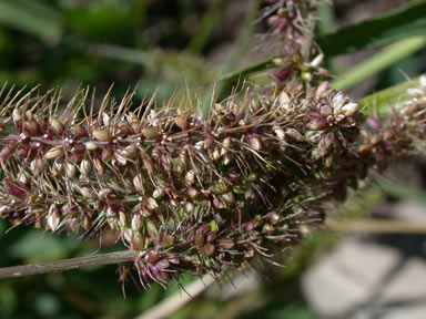 APII jpeg image of Setaria verticillata  © contact APII