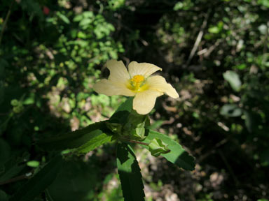 APII jpeg image of Sida rhombifolia  © contact APII