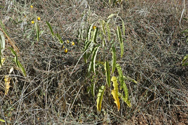 APII jpeg image of Solanum elaeagnifolium  © contact APII