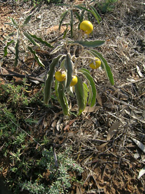 APII jpeg image of Solanum elaeagnifolium  © contact APII