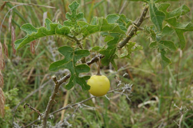 APII jpeg image of Solanum linnaeanum  © contact APII