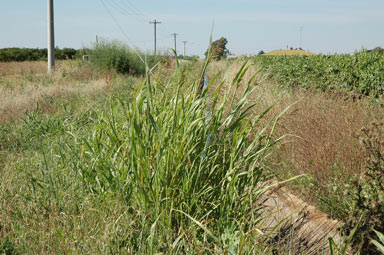 APII jpeg image of Sorghum halepense  © contact APII