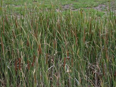 APII jpeg image of Typha domingensis  © contact APII