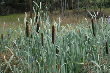 APII jpeg image of Typha latifolia  © contact APII